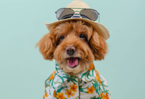 Pup Caps: The Stylish and Functional Choice for Your Dog