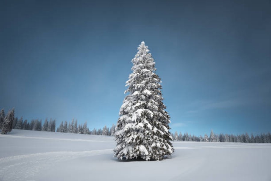 Tall Flocked Christmas Tree: A Festive Addition to Your Holiday Decor