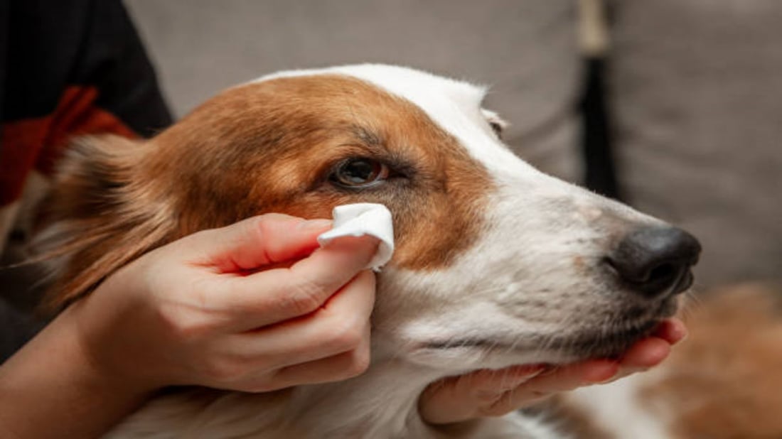 Medicated Eye Wipes for Dogs: Keeping Your Pet's Eyes Healthy and Clean