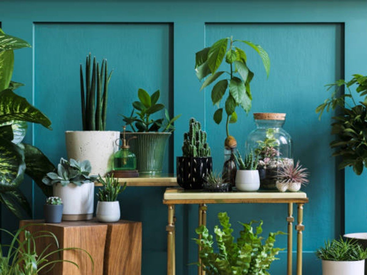 The Beauty and Benefits of Cement Flower Pots
