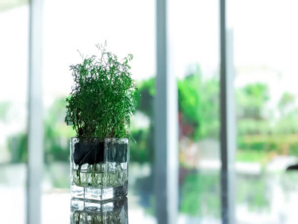 Best Plants for Glass Pots: Enhancing Your Indoor Décor