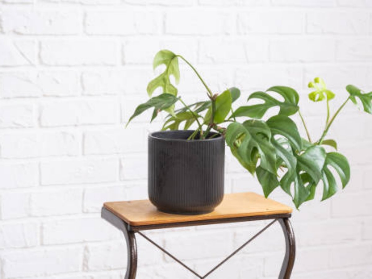 The Beauty and Functionality of Wood Stands for Flower Pots
