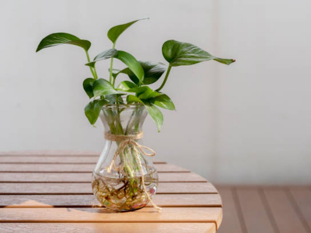 The Benefits of Using a Plant Glass Container for Indoor Gardening