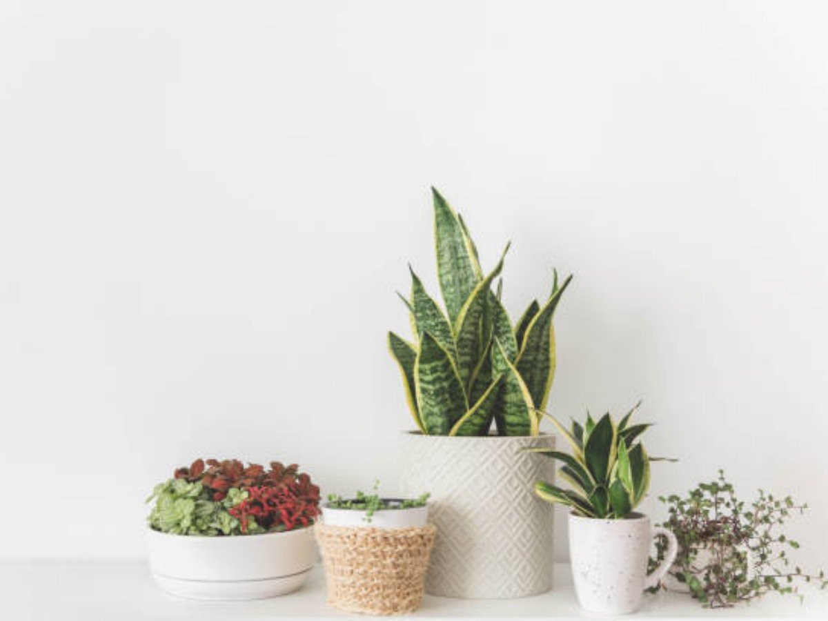 The Benefits of Ceramic Indoor Plant Pots: A Comprehensive Guide