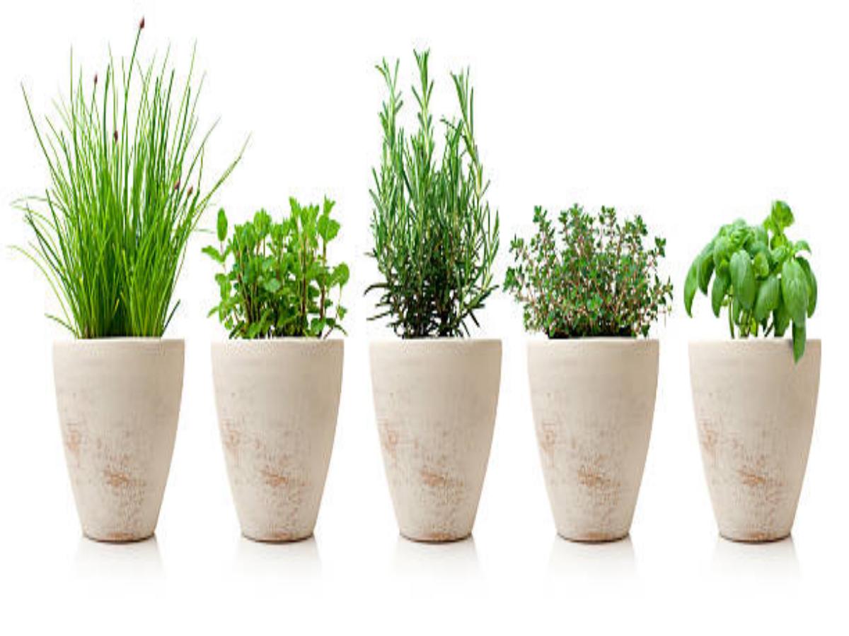 Home Flower Pots: Transforming Your Space with Natural Elegance