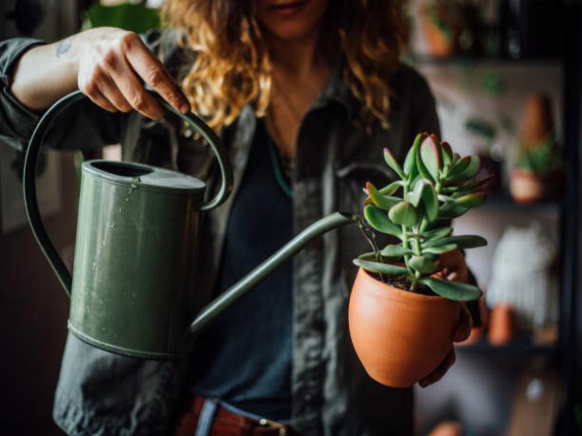 The Benefits of Using Ceramic Pots for Plants
