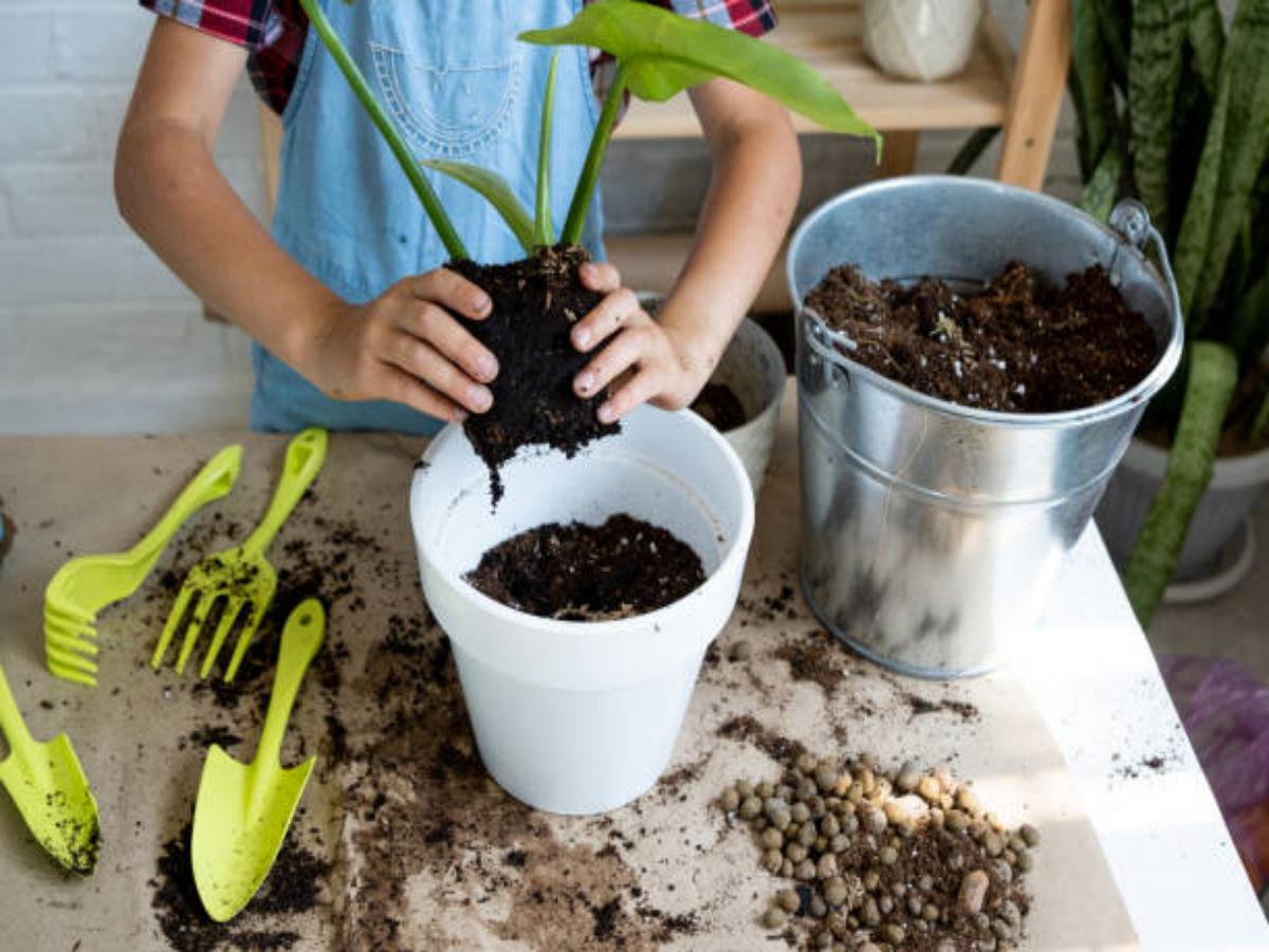 Wall Pots for Plants: Enhancing Your Space with Vertical Gardening