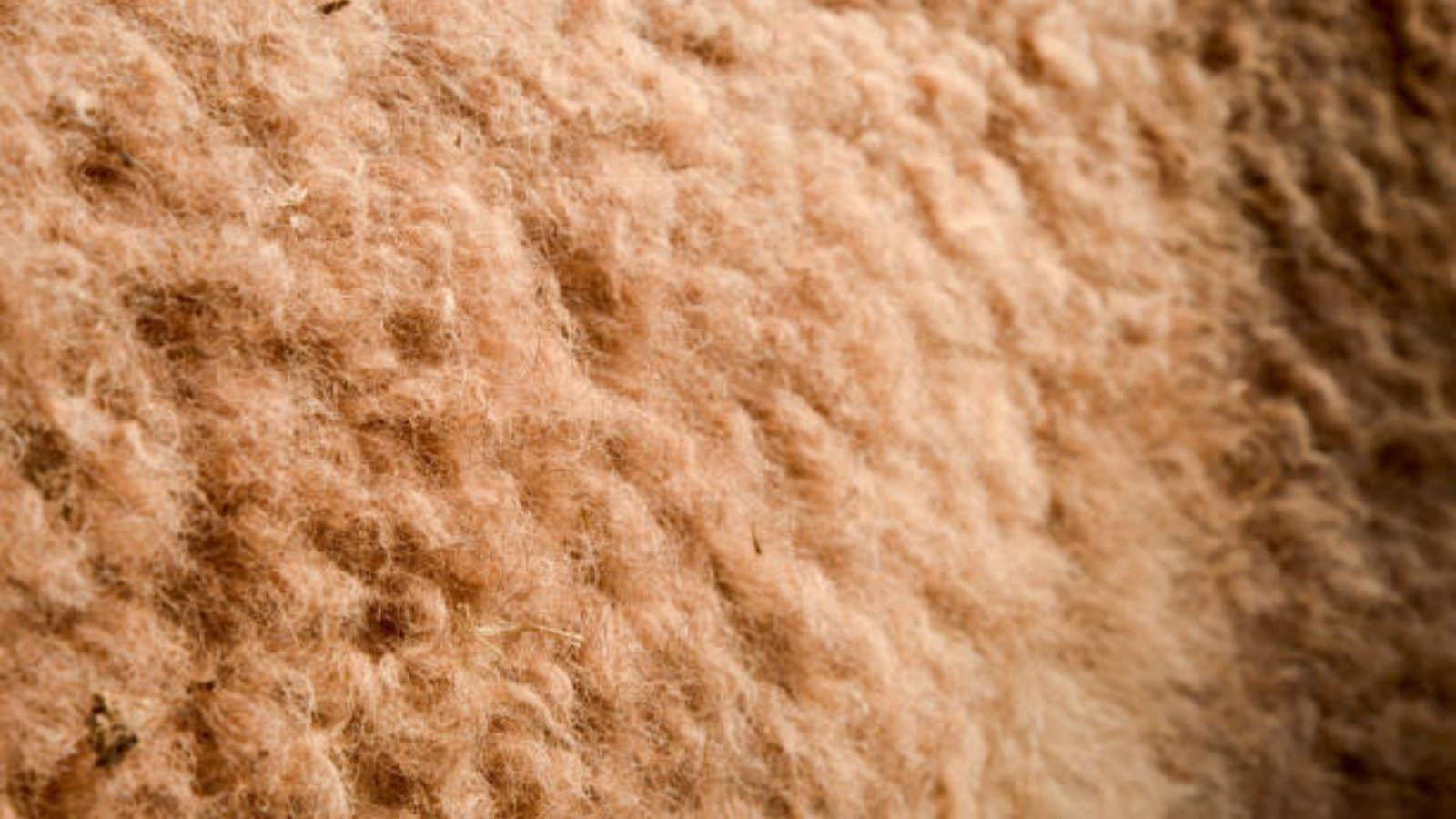 10 Stylish Ways to Wear a Camel Hair Jacket