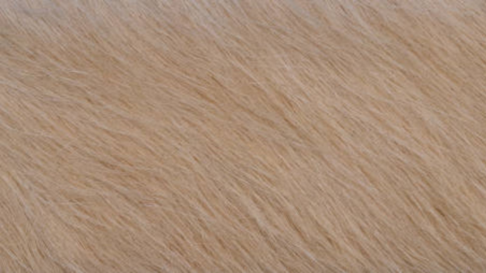 The Ultimate Guide to Camel Hair Coat Mens: Everything You Need to Know