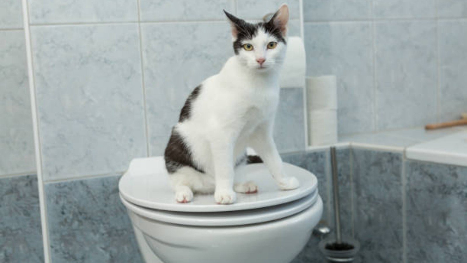 The Ultimate Guide to Squat Toilet Use: Everything You Need to Know