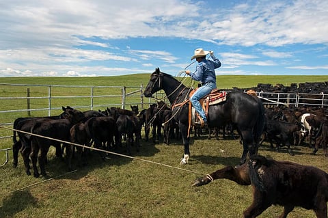 Canadian cowboy style