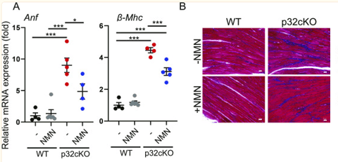 Is NMN Powder Nicotinamide Mononucleotide Good for the Heart?