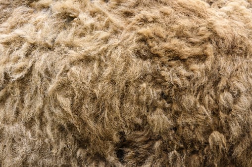 The Complete Guide to Yak Fabric and How it is the Best Choice for Your Clothing Line