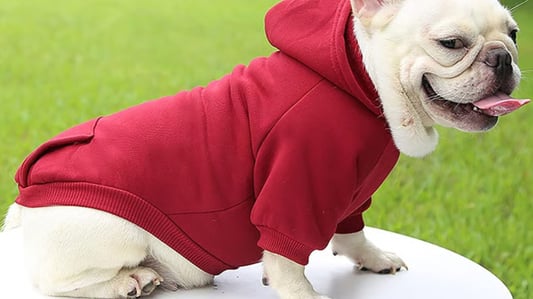 How to Properly Wash Pet Clothes: A Complete Guide