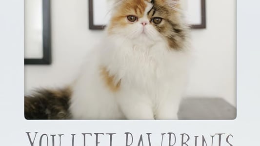 Honor your dog's legacy with a memorial frame that tells their story