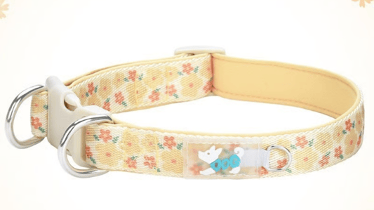 Selecting for Long-Term Value: A Buyer's Framework for Durable Collar-Leash Sets