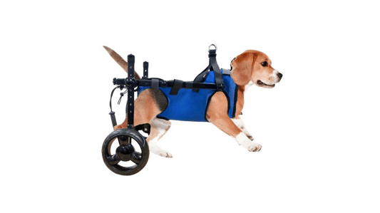 A Clinical Guide to Pet Rehabilitation Scooters: Restoring Mobility in Your Canine and Feline Patients
