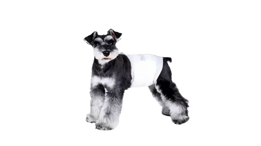 The Professional's Guide to Waterproof Puppy Training Pads for Enhanced Hygiene and Efficiency