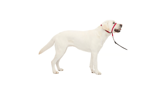 The Key Benefits of Using an Adjustable No-Pull Dog Headcollar for Effective and Comfortable Control