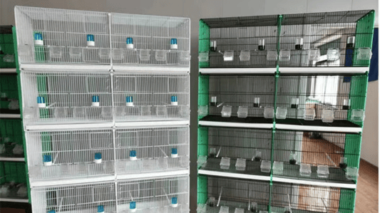 Portable Square Metal Bird Cage with Casters: A Full Guide