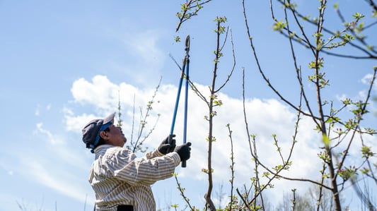 Loppers Inspection: How to Ensure You’re Using Them Properly