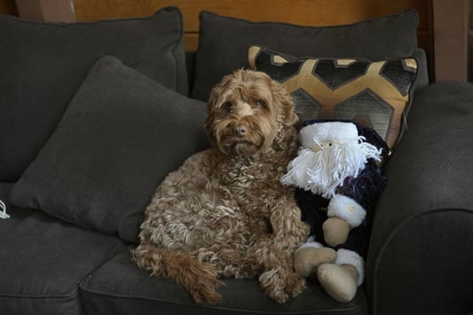 Everything You Need to Know About Comfort Home Textile Inspection