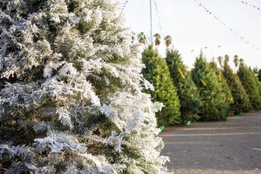 Embracing the Elegance of a Green Flocked Christmas Tree