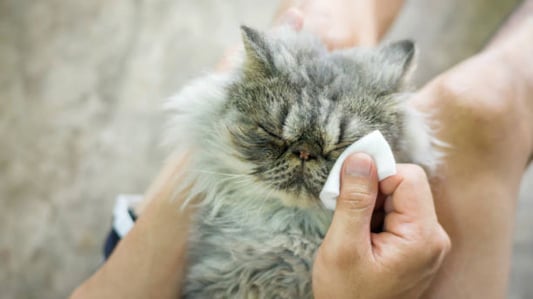 Hypoallergenic Cat Wipes: A Must-Have for Allergy-Prone Cats