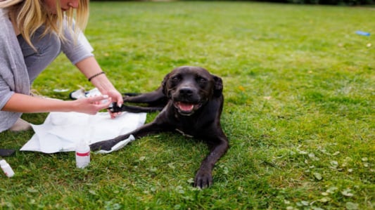 The Best Wipes for Dogs with Allergies - Keeping Your Canine Comfortable