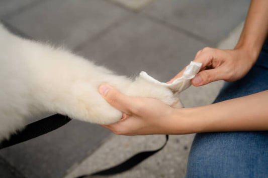 Cat Dandruff Wipes: The Solution to Your Feline's Skin Issues