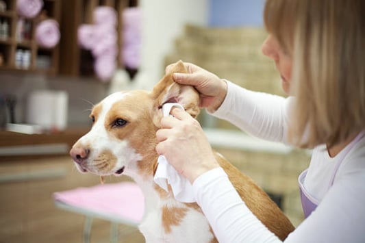 The Benefits of Using Animal Wipes for Pets