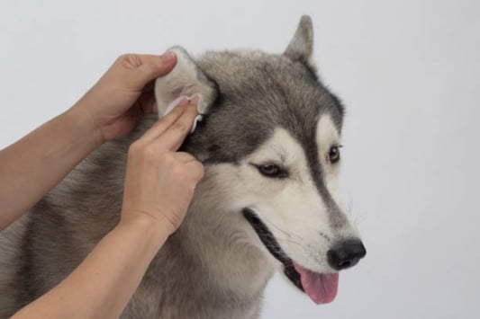 The Benefits of Using Eco Friendly Pet Wipes