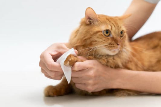 The Benefits of Using Pet Ear and Eye Wipes for Your Furry Friend