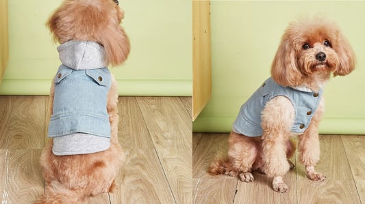 The Ultimate Guide to Pet Clothes for Small Dogs