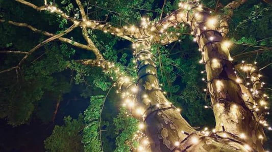 Transform Your Celebrations with Festive String Lights: A Complete Guide