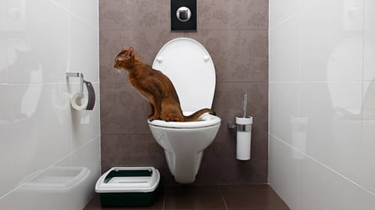 Smart Toilet Seats: The Ultimate Solution for a Hygienic Bathroom