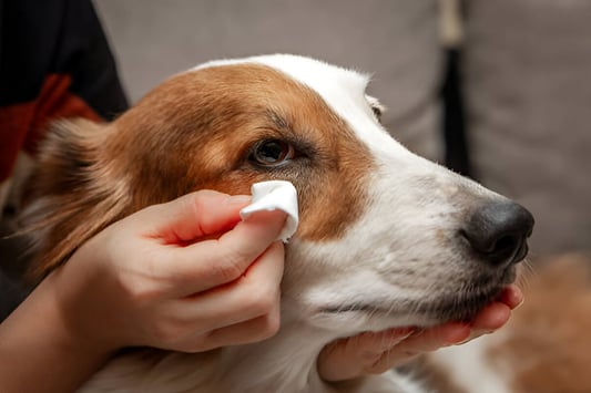 Pet Safe Wipes: A Must-Have for Your Furry Friend