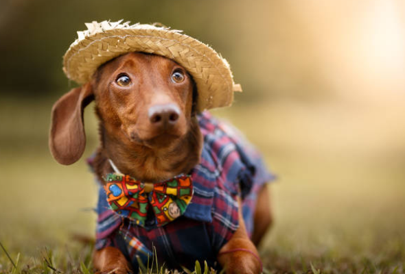 Pup Caps: The Stylish and Functional Choice for Your Dog