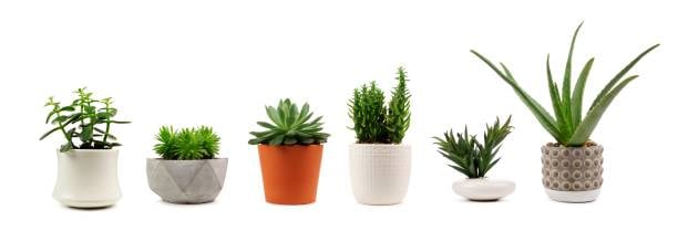 Best Ceramic Plant Pots Outdoor: Enhancing Your Outdoor Space