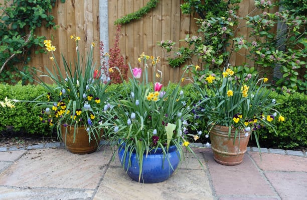 Outdoor Ceramic Plant Pots: Enhance Your Outdoor Space with Style