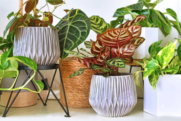 Cement Flower Pots: A Comprehensive Guide to Beautiful and Durable Plant Containers