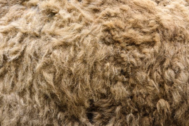 Everything You Need to Know About Camel Hair Fabric and Its Unique Qualities