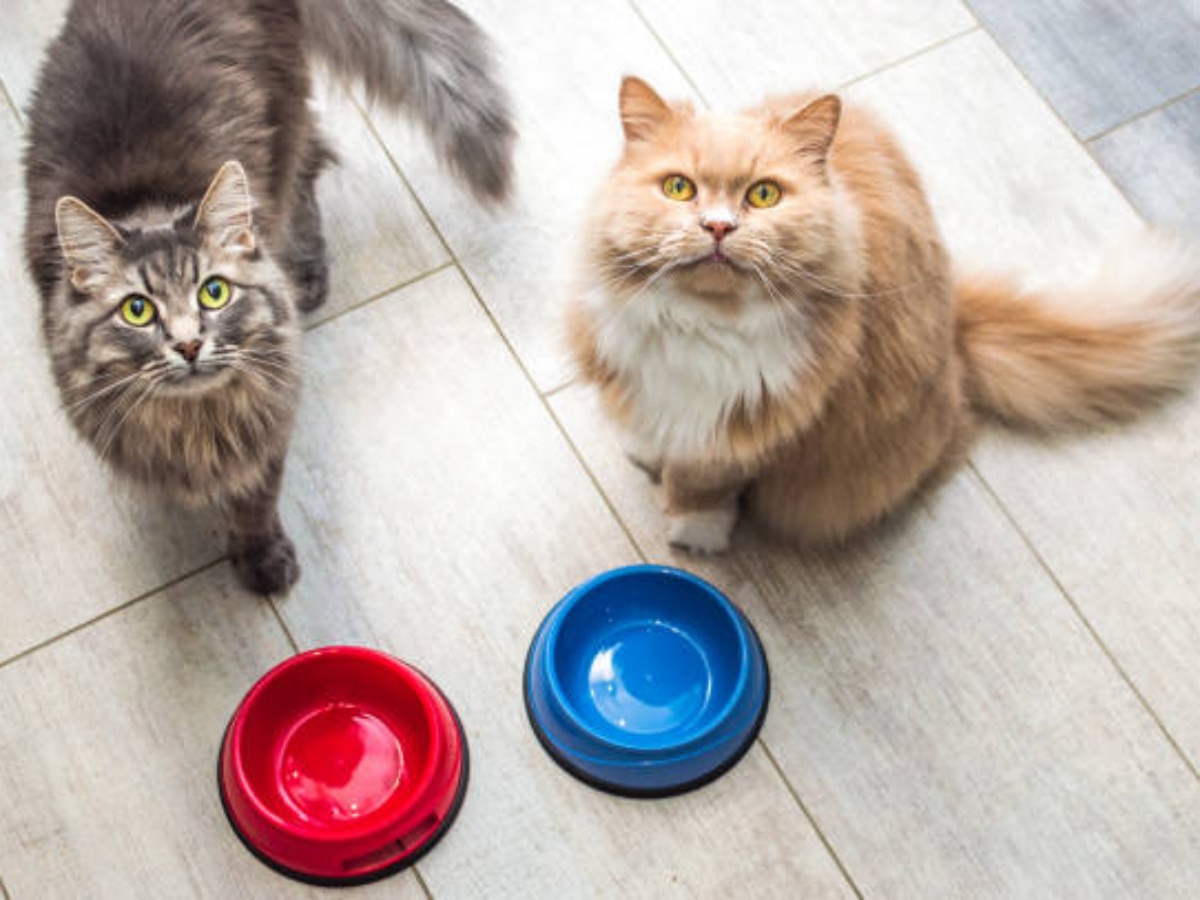 The Benefits of Using a Silicone Cat Bowl