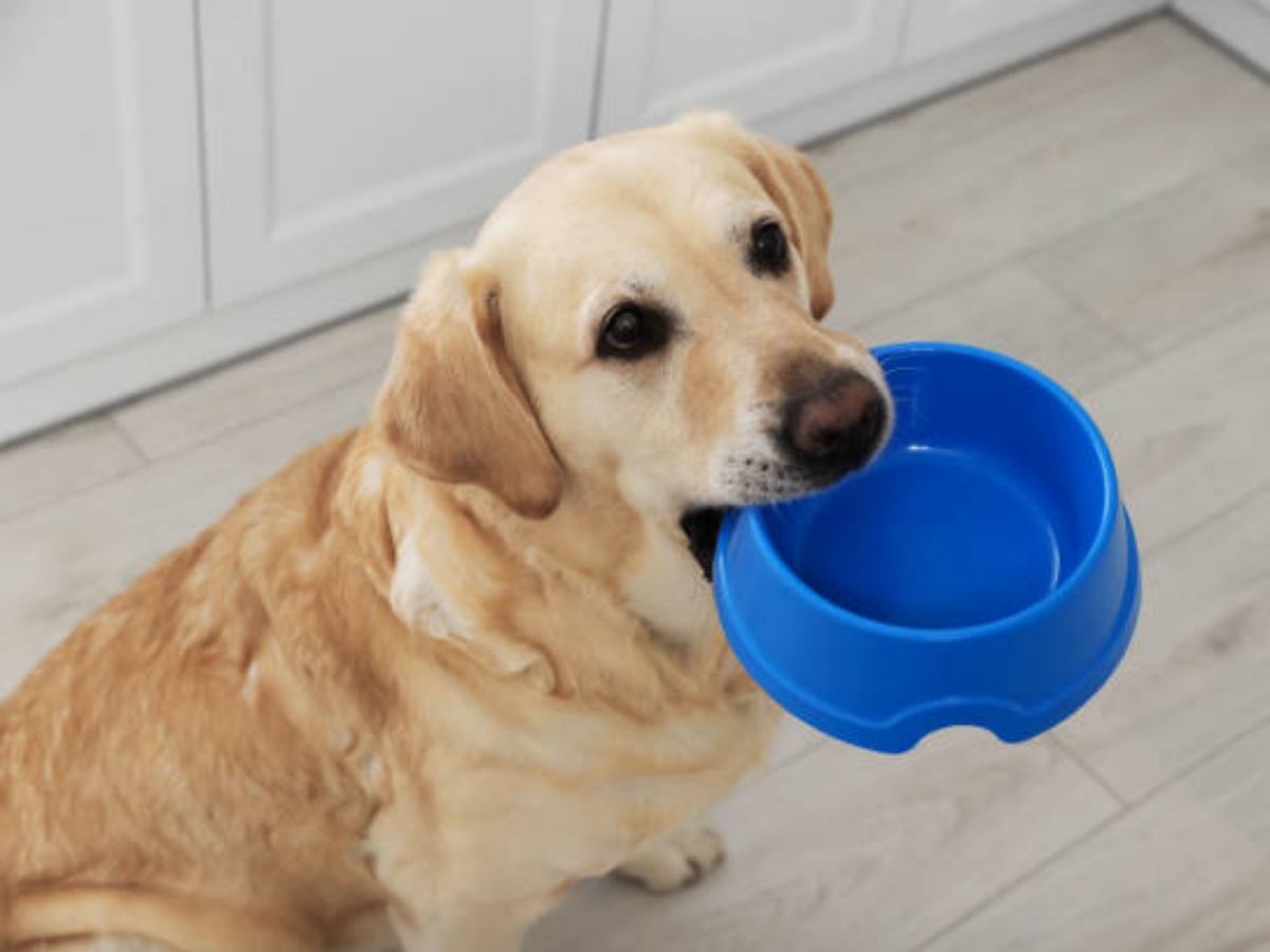 The Benefits of Using a Silicone Dog Bowl Slow Feeder