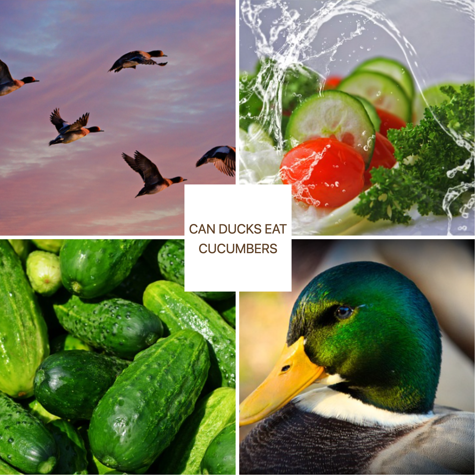 can ducks eat cucumber